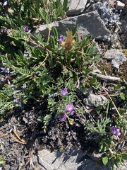 Astragalus vexilliflexus