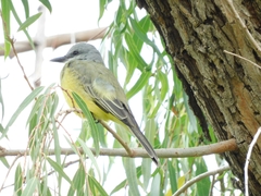 Tyrannus melancholicus