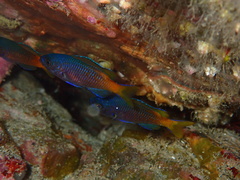 Chromis punctipinnis
