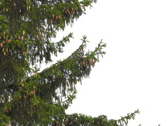 Dendrocopos major