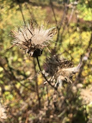 Cirsium muticum