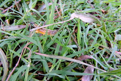 Staurorhectus longicornis