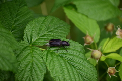 Spondylis buprestoides