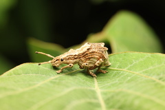 Episomus chinensis