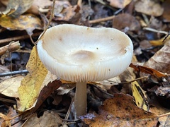 Rhodocollybia