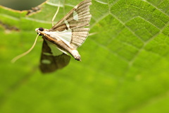 Glyphodes bicolor