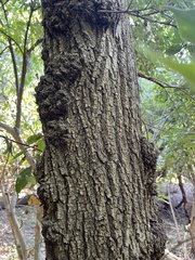 Ulmus pumila