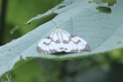 Nyctemera adversata