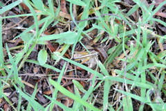 Staurorhectus longicornis
