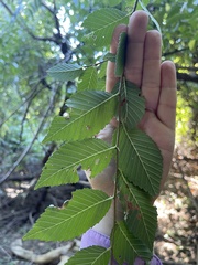 Ulmus pumila