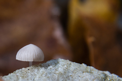 Mycena filopes