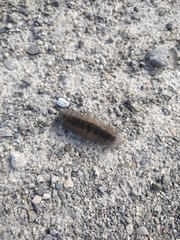 Phragmatobia fuliginosa
