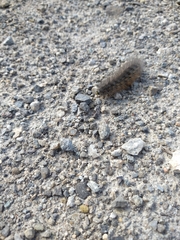 Phragmatobia fuliginosa