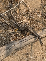Dasymutilla californica