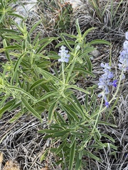 Salvia farinacea