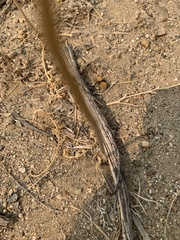 Dasymutilla californica