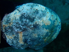 Haliotis cracherodii