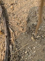 Dasymutilla californica