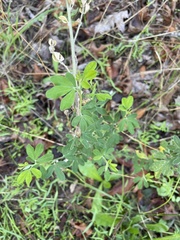 Genista monspessulana