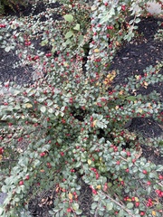 Cotoneaster hjelmqvistii