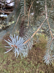 Pinaceae