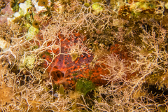 Mycale sanguinea
