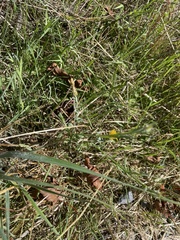Centaurea solstitialis