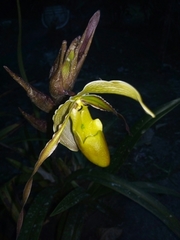 Phragmipedium longifolium