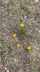 Thymophylla pentachaeta