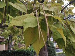 Catalpa bignonioides