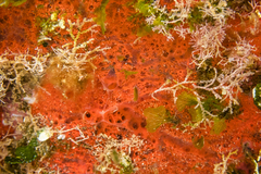 Mycale sanguinea