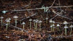 Mycena epipterygia