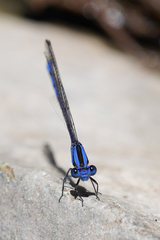 Argia lacrimans