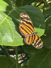 Eueides isabella eva