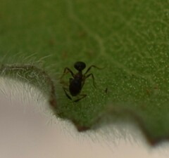 Cardiocondyla mauritanica