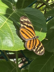 Eueides isabella eva