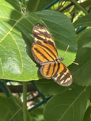 Eueides isabella eva