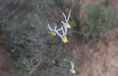 Nemesia cheiranthus
