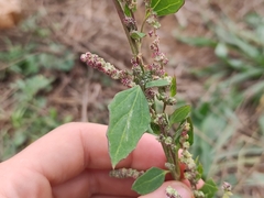 Chenopodium album