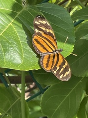 Eueides isabella eva