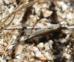 Meinertellidae