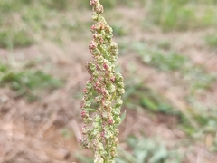 Chenopodium album
