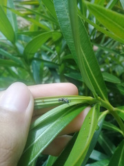 Coelophora inaequalis