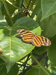 Eueides isabella eva