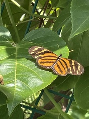 Eueides isabella eva