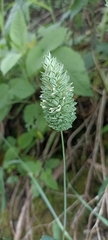 Phalaris canariensis