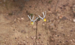 Nemesia cheiranthus