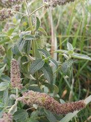 Mentha longifolia