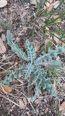 Cirsium undulatum