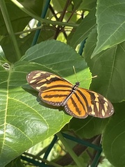 Eueides isabella eva